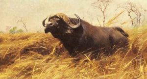 An African Buffalo by Wilhelm Kuhnert