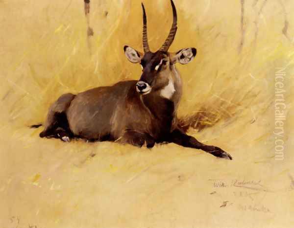 A Common Waterbuck - view 1