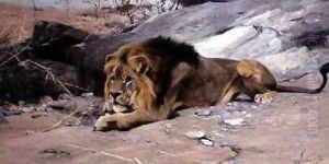 Lion Reclining in a Rocky Landscape by Wilhelm Kuhnert