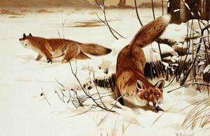 Fox by Wilhelm Kuhnert