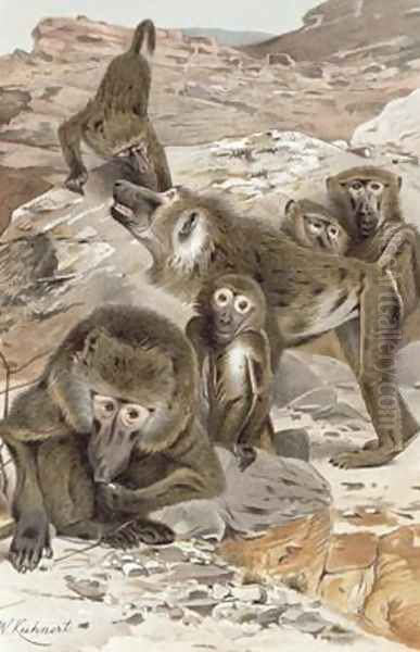 Baboon - view 1