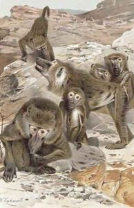 Baboon Baboon