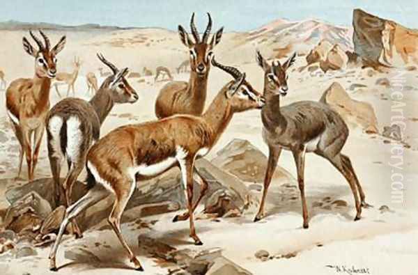 Gazelles - view 1