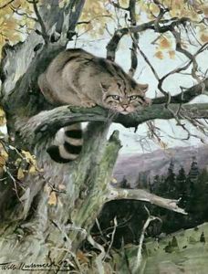 Wildcat in a Tree by Wilhelm Kuhnert