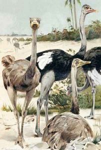 Ostrich plate from Brehms Tierleben Allgemeine Kunde des Tierreichs by Wilhelm Kuhnert
