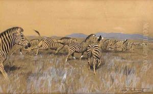 Herd of Zebra