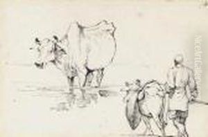 Studies Of Indian Cattle Studies Of Indian Cattle