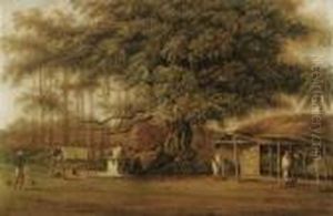 A Banyan Tree With A Watercarrier In The Foreground A Banyan Tree With A Watercarrier In The Foreground