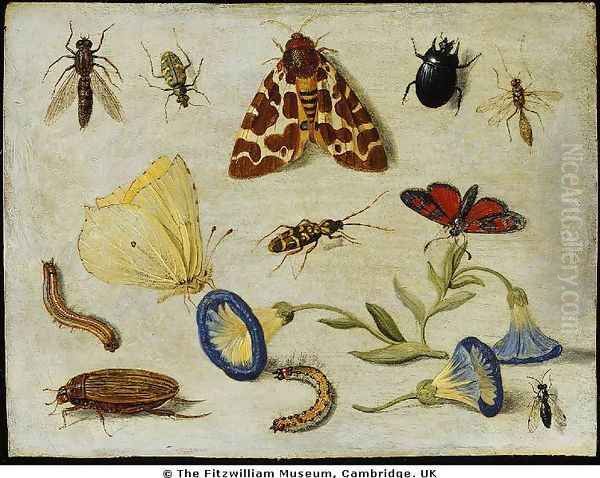 Insects - view 1