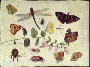 Butterflies Insects and Flowers by Jan van Kessel