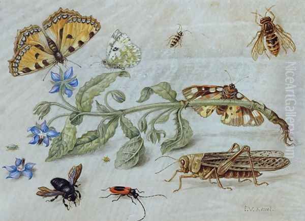 A Study of Insects - view 1