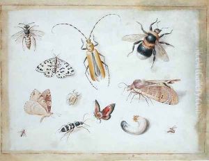 A Study of Butterflies and other Insects by Jan van Kessel