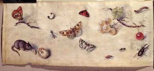 A Study of Various Insects Fruit and Animals 2