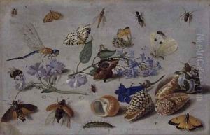 Butterflies and other Insects by Jan van Kessel
