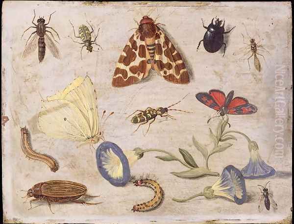 Insects 7 - view 1