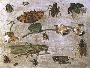 Insects 3 by Jan van Kessel