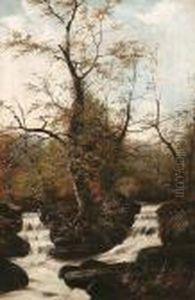 A Woodland Stream A Woodland Stream