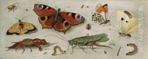 Studies of butterflies, moths, a dragonfly, a grasshopper and other insects by Jan van Kessel