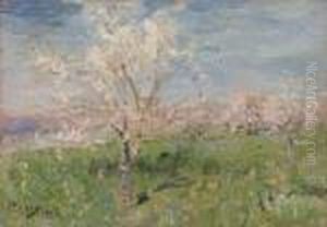 Meli In Fiore by Beppe Ciardi