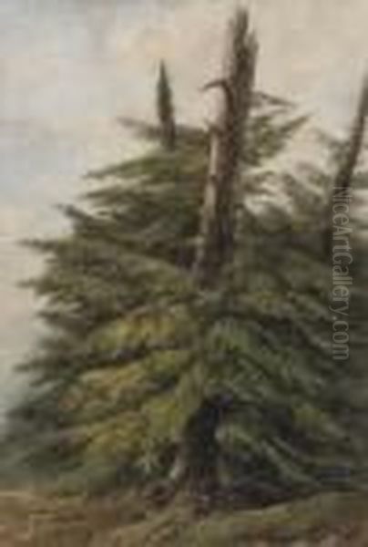Sapins - view 1