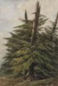 Sapins Sapins