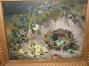 Birds Nest And Primroses
