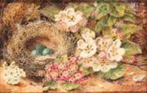 Apple Blossom, Primulas, A Bird's Nest With Eggs, On A Mossybank by Oliver Clare