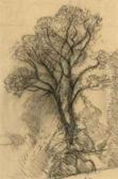 Study Of Trees - view 1