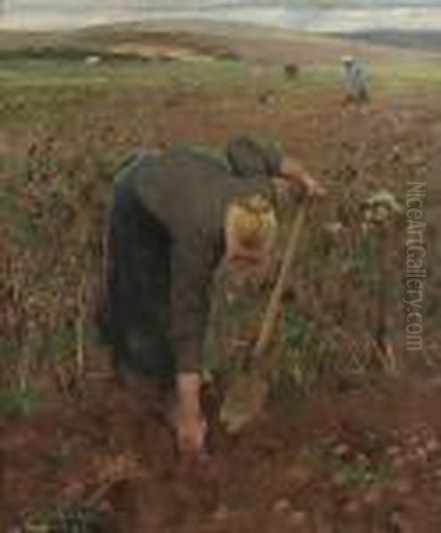 In The Fields, Dannes Pas De Calais (gathering Potatoes) - view 1