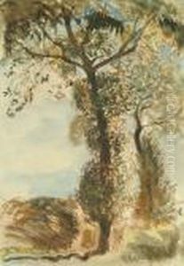 Tree Study Tree Study