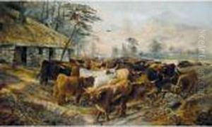 Highland Cattle Highland Cattle