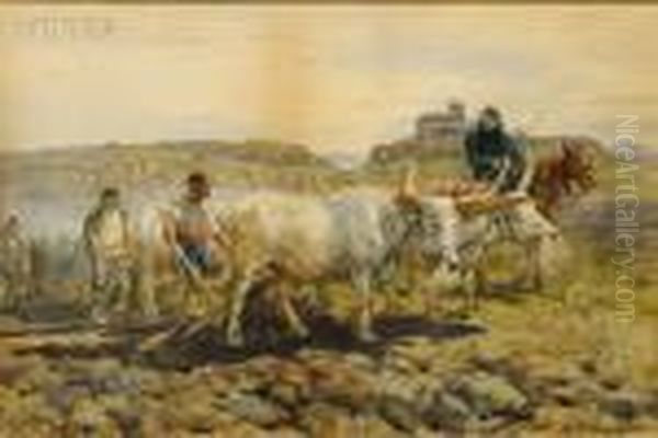 Oxen Team In The Countryside - view 1
