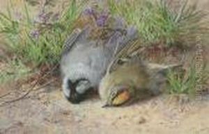 Two Young Birds.