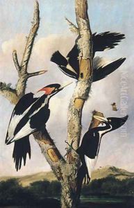 Ivory-billed Woodpeckers by Joseph Bartholomew Kidd