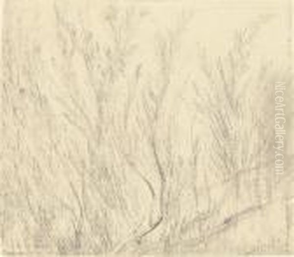 Study Of Osiers - view 1