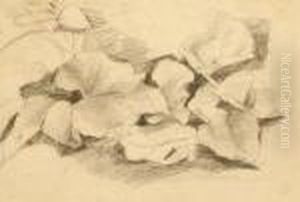 Leaf Study