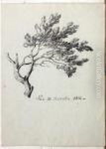 Etude D'arbre by Jean Antoine Constantin D'Aix