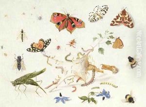 Study of Insects and Flowers by Ferdinand van Kessel