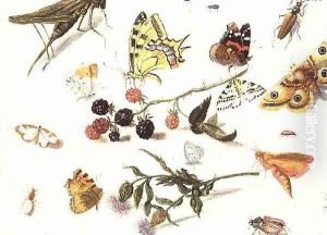 Study of Insects Flowers and Fruits