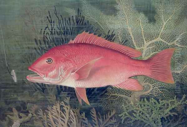 Red Snapper from Game Fishes of the United States - view 1