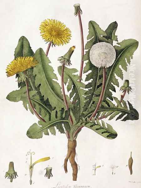 Dandelion - view 1