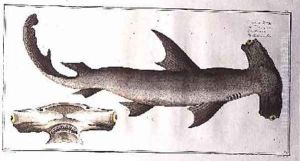 Hammerhead Shark Balance Fish
