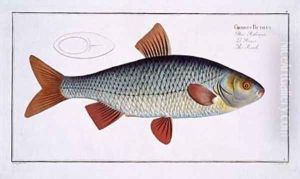 Roach Cyprinus Rutilis by Andreas-Ludwig Kruger