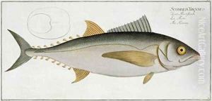Tuna Scomber Thynnus by Andreas-Ludwig Kruger