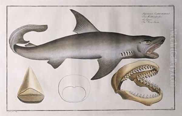 White Shark - view 1