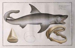 White Shark White Shark