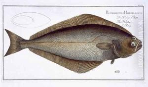 Halibut Pleuronectes Hippoglossus by Andreas-Ludwig Kruger