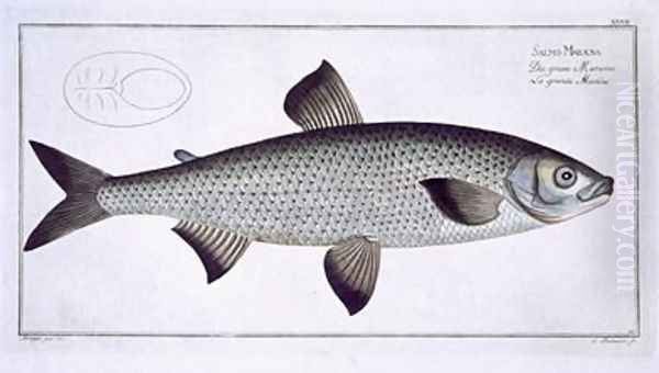 Salmon Salmo Maraena 2 - view 1
