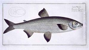 Salmon Salmo Maraena 2 by Andreas-Ludwig Kruger