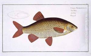 Red Carp Cyprinus Erithrophthalmus by Andreas-Ludwig Kruger